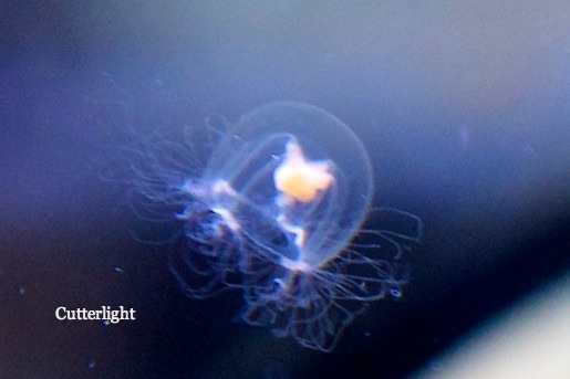 jellyfish micro blue orange n