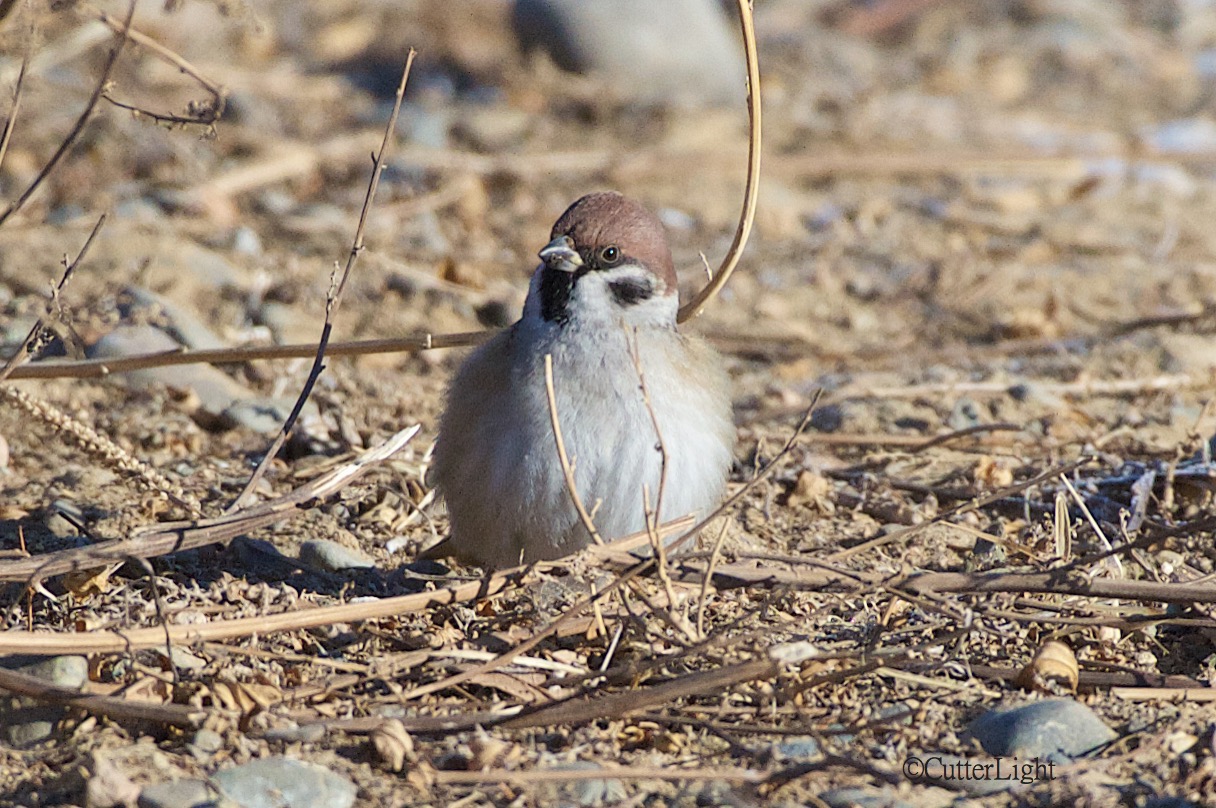 eurasian-tree-sparrow-front-n.jpg