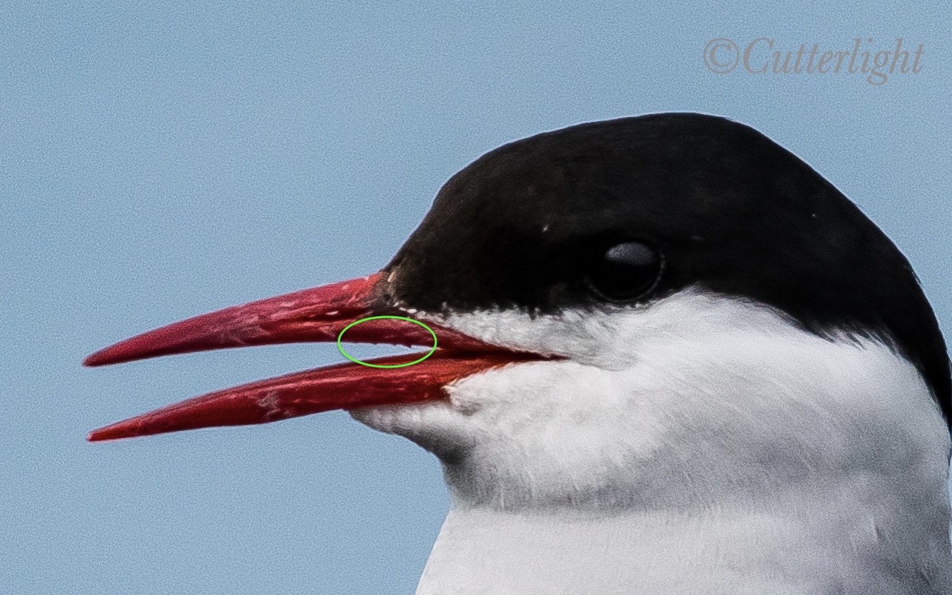 Arctic Tern bill serrations